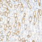 //rjrorwxhrkjnlj5q-static.micyjz.com/cloud/ljBpjKnjlkSRqippojkiiq/0ca5770f2df8ff340f7d9d505109b1a1-60-60.jpg